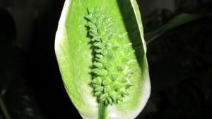 Por Spathiphyllum (felicidade feminino) flores verdes. Temos de lidar com os problemas em conjunto