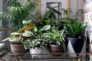 6 elegante e forma original para decorar suas plantas da casa