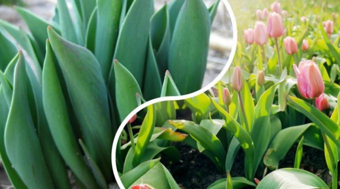 Embora variedades de tulipas muito e todos os diversos princípios de crescimento de plantas bulbosas são as mesmas para todos. Foto: ogorod.ru