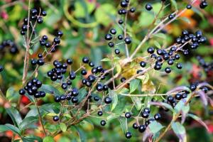 Privet. Um dos arbustos resistentes para o jardim. propriedades medicinais