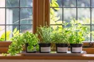 O que você pode cultivar vegetais e ervas na varanda do apartamento