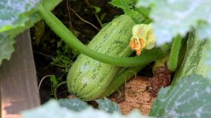 O que é semeado em Junho jardineiros bem sucedido uma vez no chão?