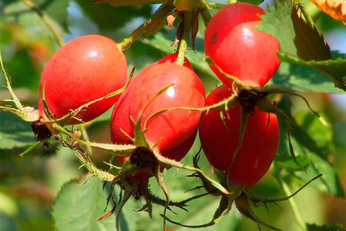 Quem não deve usar quadris rosa, e por quê? | Jardinagem e Horticultura