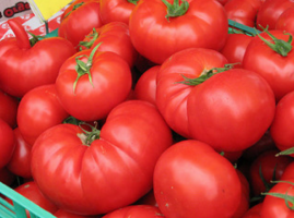 Onde comprar sementes de tomates de graça?
