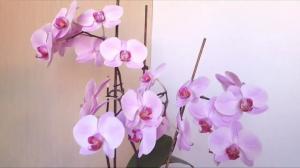 5 erros no cuidado de orquídea phalaenopsis