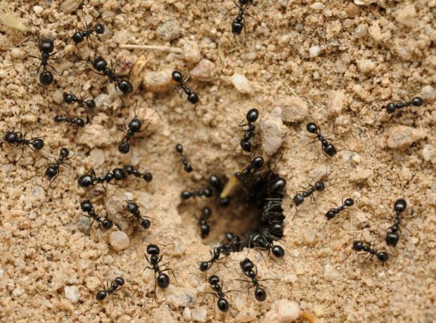 Livrar-se das formigas usando refrigerante | Jardinagem e Horticultura