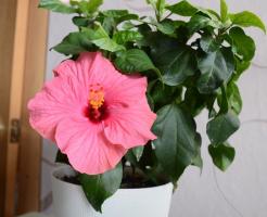 Hibiscus está novamente em voga. Os principais problemas em crescendo