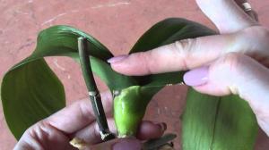 Em alguns casos, você pode cortar as folhas de orquídeas