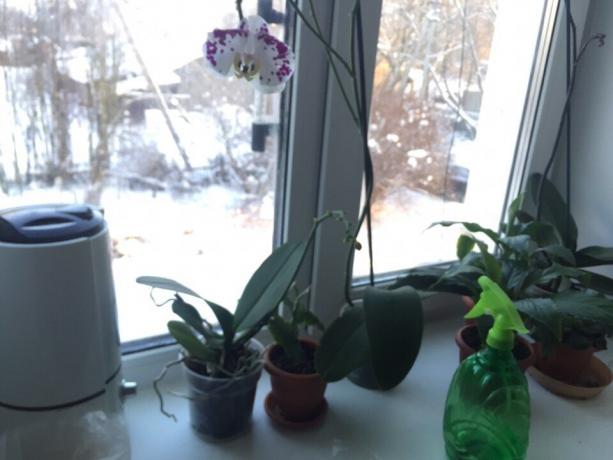 Inverno orquídea hidratando