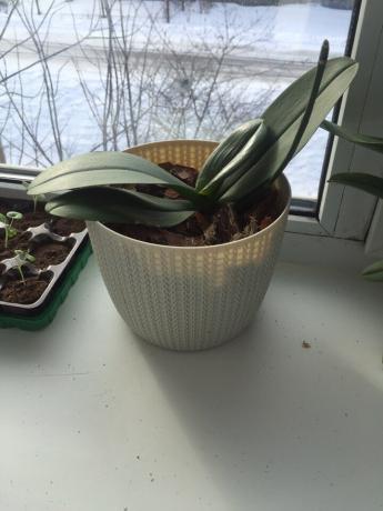 Minha orquídea após o transplante no caminho certo para se recuperou rapidamente da baía e foi para o crescimento