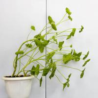 3 erros frequentes e perigosas em cuidar de inverno plantas