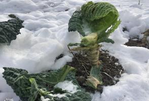 Por que deve definitivamente deixar as raízes de couve sob a neve, mas não para removê-los no outono?