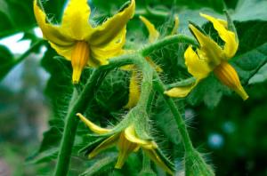 Tomates fertilizantes obrigatórios no período de floração.