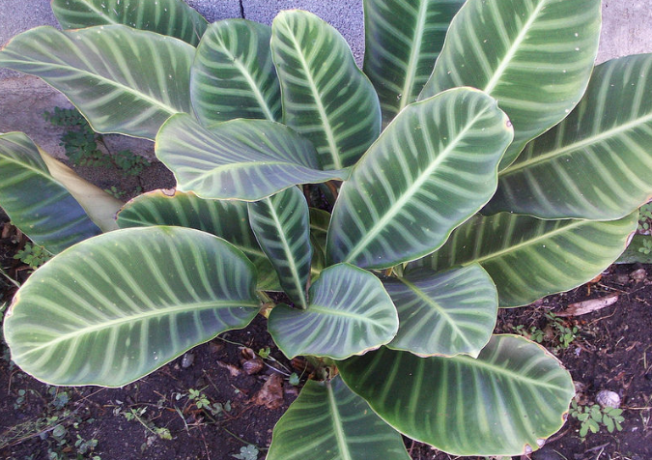 Calathea zebrina