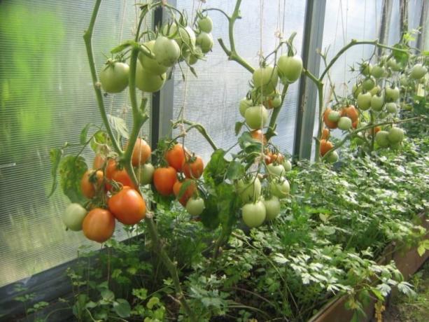 Tomates de amadurecimento na estufa pode ser acelerado! (Mojateplica.ru)