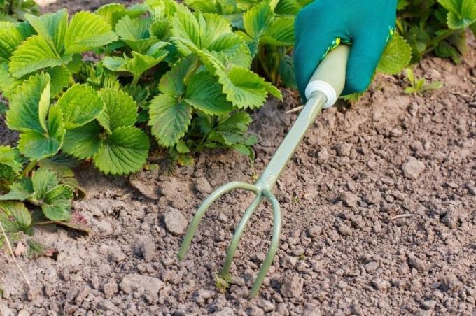 Certifique-se de solo proryhlit antes de mulching | Jardinagem e Horticultura