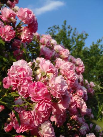 Outro minha escalada rosa. Fotos ano passado - flor deste ano não foi tão abundante.