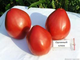 4 melhores variedades de tomate para estufas e campo aberto. Top compilado por especialistas.