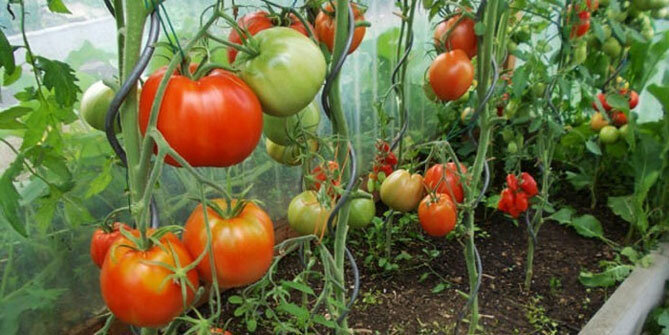 variedades de tomates "coração Bullish"