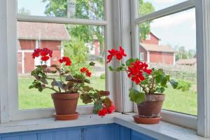 Para uma janela melhor colocar os gerânio, orquídeas, violetas e Spathiphyllum