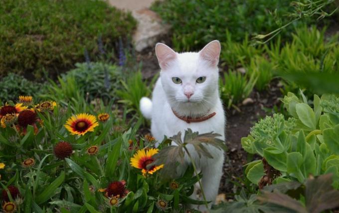 Como desmamar gato de cavar canteiros de flores?