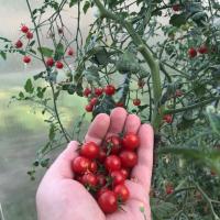 Cereja Por que deveria pensar antes de tomate de plantio? voar na pomada