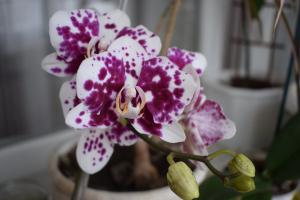 5 passos para uma casa phalaenopsis orquídea bonita
