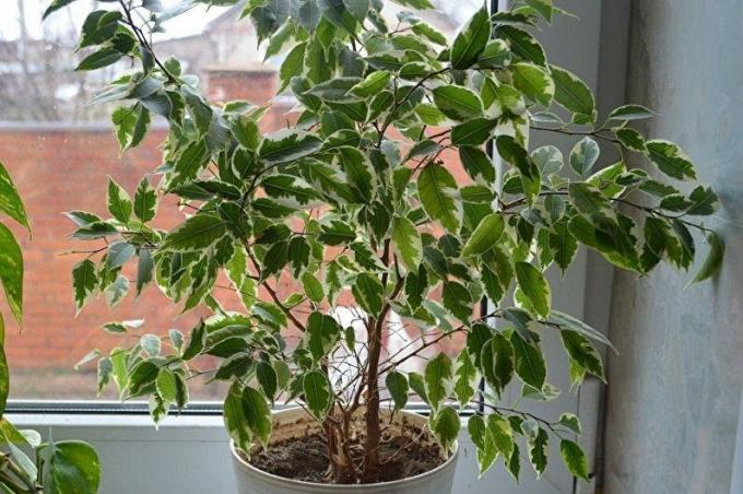 Ficus benjamina está assistindo a partir da pequena janela da paisagem de inverno fora da janela. Foto: houser.su
