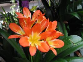 Por que não floresce clivia e como resolver o problema