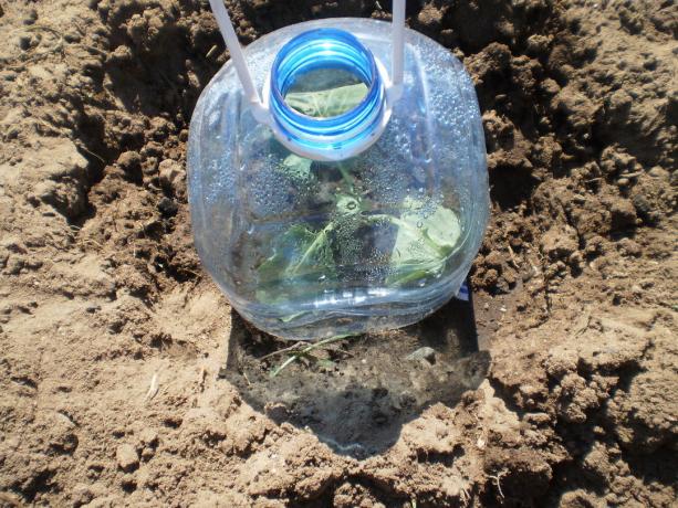 Plantação repolho, utilizar uma garrafa de plástico, como um material de cobertura
