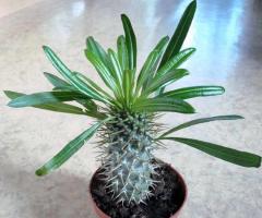 Pachypodium: home care e propagação