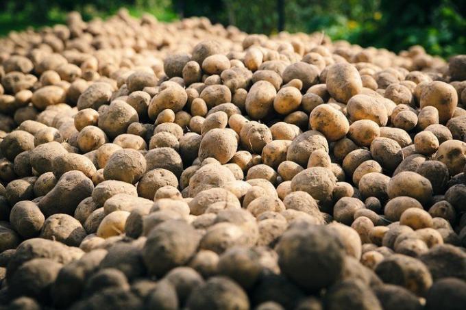 2 erros estúpidos de cultivo de batata | Jardinagem e Horticultura
