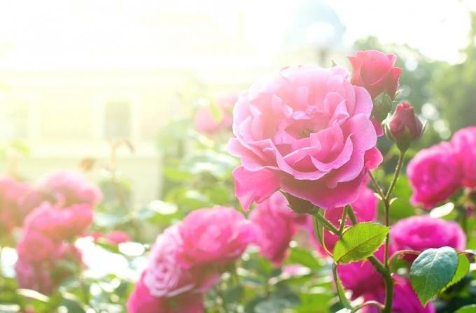 Floração rosa. Fotos do artigo - tomadas a partir da Internet.