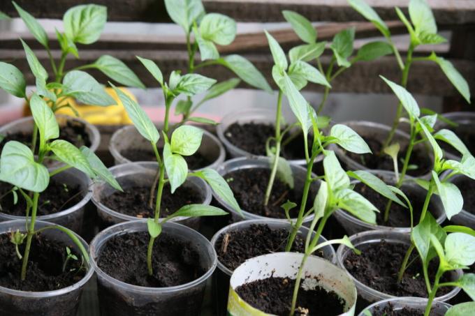 Meus pimenta mudas. Eu não é mergulhou e plantas cultivadas por Ur