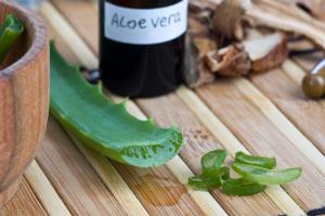 Fertilizar plantas de interior suco de aloe. Como fazê-lo direito