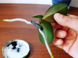 Os métodos de propagação vegetativa de orquídeas