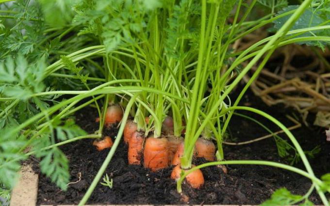 Cultivo cenouras em necessidade de fertilizantes