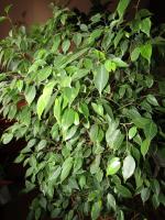 Que quer Ficus benjamina? 5 dicas simples para coroa rica