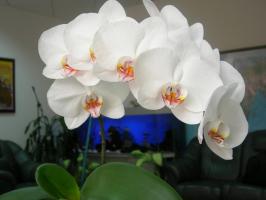 Phalaenopsis irá florescer magnificamente: uma panela e solo