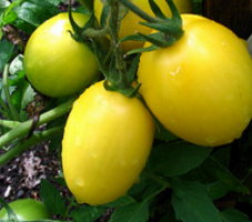 7 variedades raras e colecionáveis ​​de tomates que podem lhe interessar
