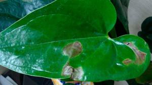 Manchas escuras nas folhas de plantas de interior: Como determinar a causa e salvar a flor