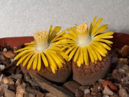 Lithops: pedras ou plantas?