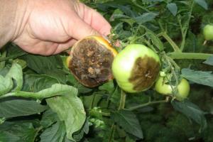 Julho - o tempo de processamento obrigatória de tomates contra Phytophthora. A necessidade de processo.