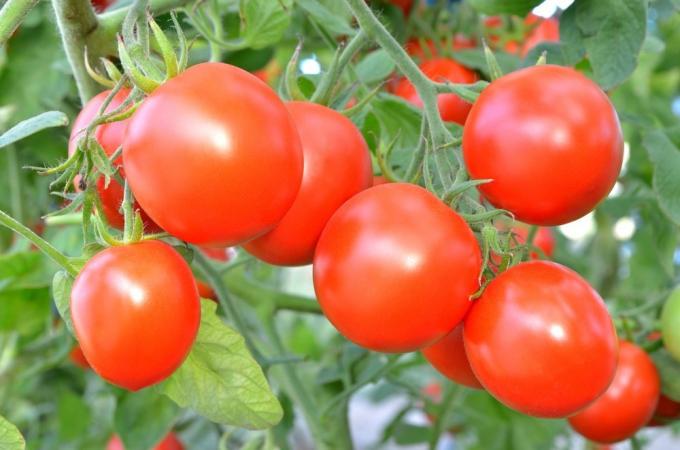 Tomates na Bush. Fotos de otomatah.ru
