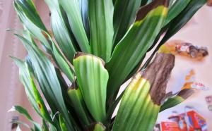 Folhas em Dracaena cair? Nós resolver o problema juntos