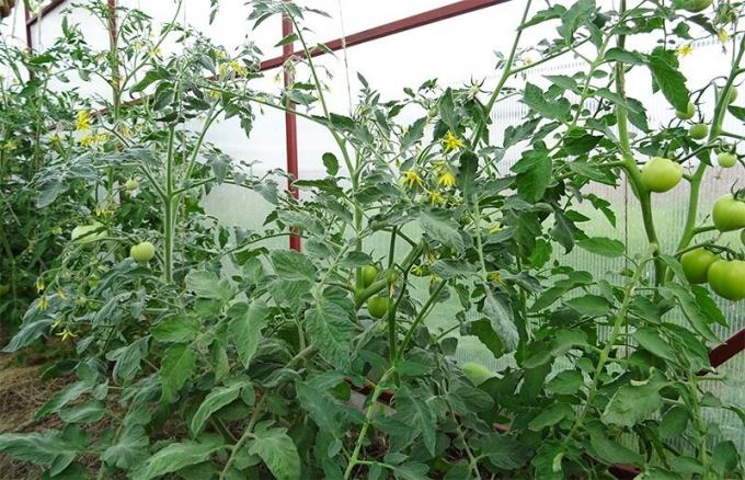 Este início de tomates de 10 de Junho plantada com pepinos, clorose doente. Havia sinais e estes arbustos, manchas e amarelecimento das folhas inferiores. Eu limpá-los e eis!