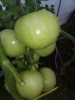 Se uma escova formado a partir de tomates que fazer. Actividades que contribuem para a carga e frutos avermelhando