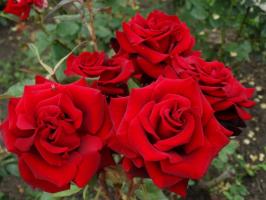 5 etapas de preparação cuidadosa de rosas no jardim de geada do inverno e em agosto