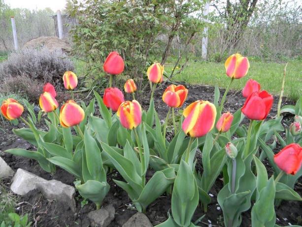 Você gosta tulipas bicolor?