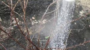 Regar arbustos no jardim de água fervente não vai deixar a chance de pragas